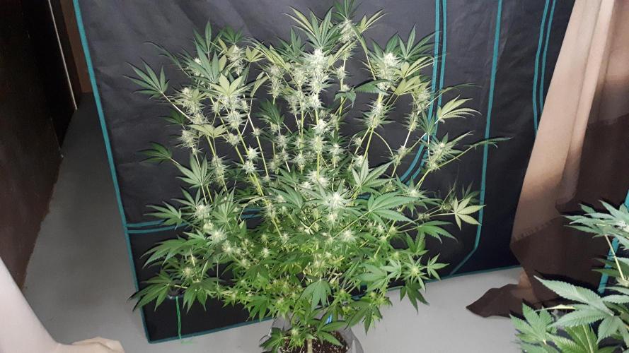 420 FASTBUDS = TROPICANA COOKIES FF. Week 13