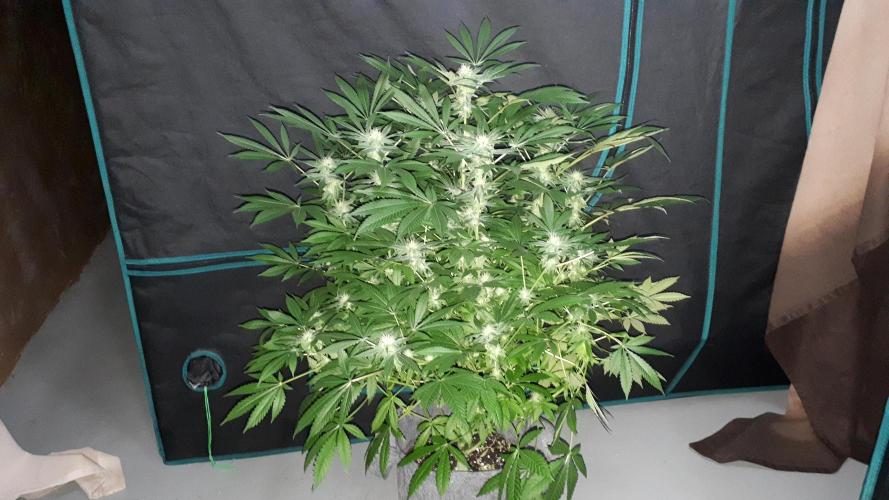 KANNABIA SEEDS = HELLFIRE OG. Week 13