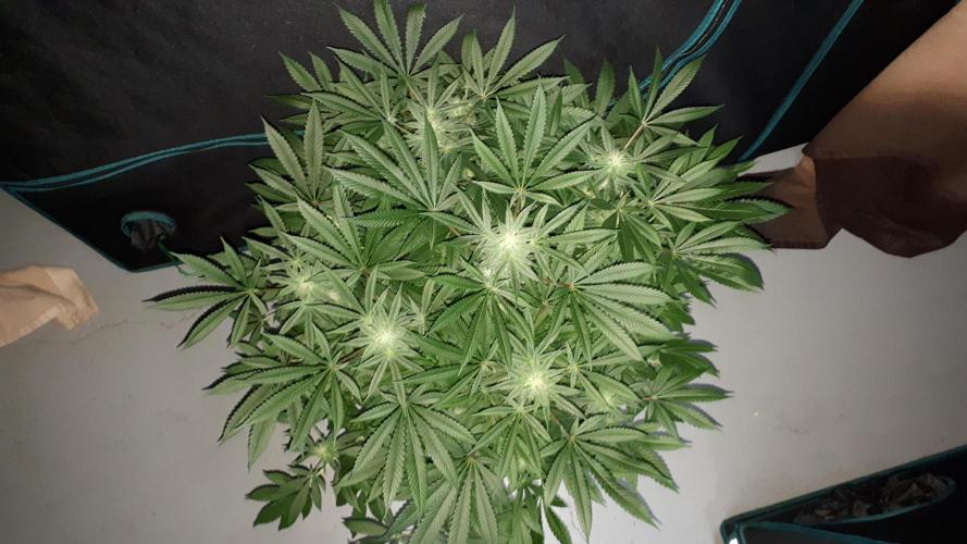 KANNABIA SEEDS = HELLFIRE OG. Week 13