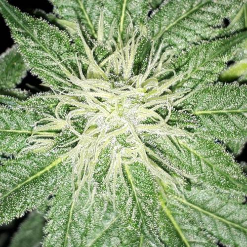 KANNABIA SEEDS = HELLFIRE OG. Week 13