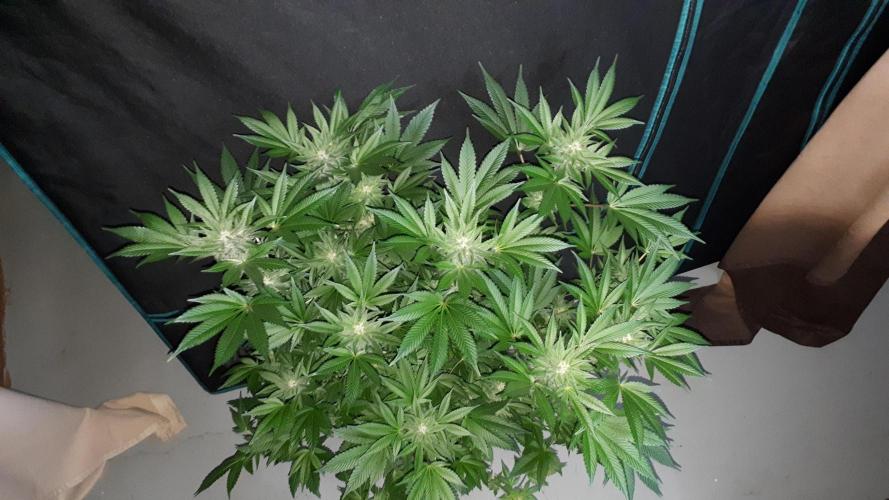 KANNABIA SEEDS = PINK GELATO. Week 13