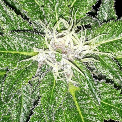 KANNABIA SEEDS = PINK GELATO. Week 13