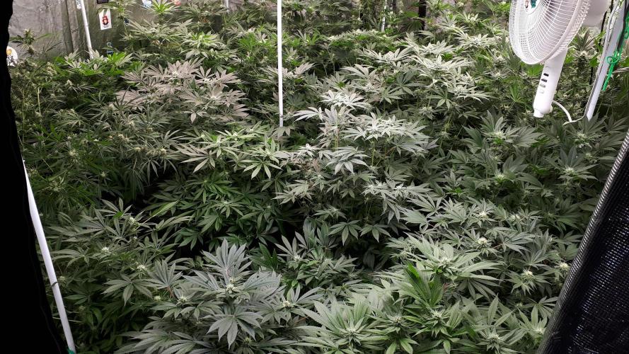 Grow Tent 240x240x200cm (8'x8'x6.5'). Week 13