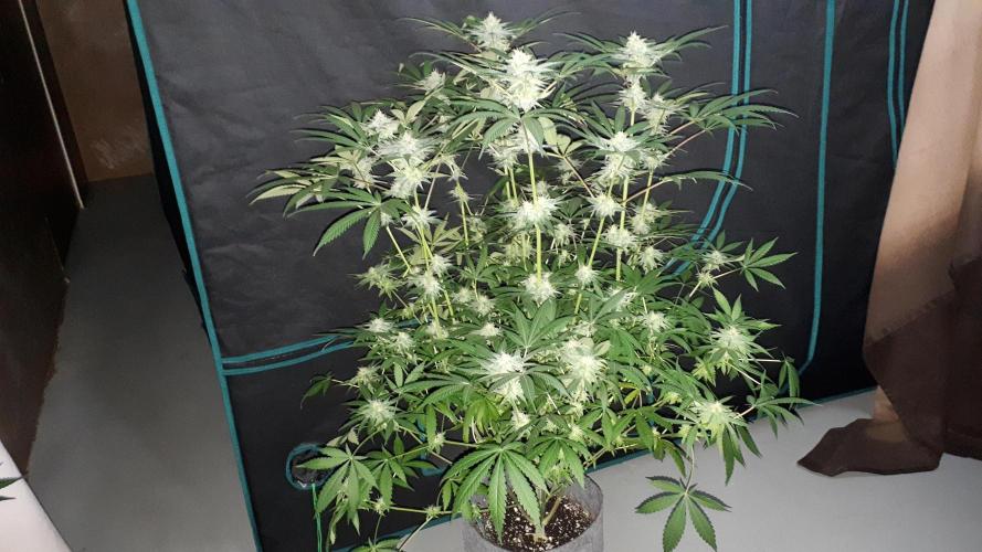 KANNABIA SEEDS = ZOAP ROSE. Week 13