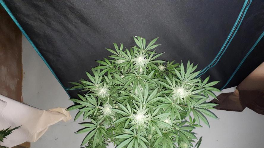 KANNABIA SEEDS = ZOAP ROSE. Week 13