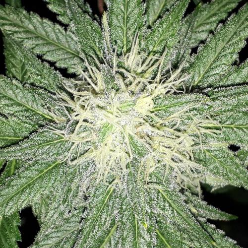 KANNABIA SEEDS = ZOAP ROSE. Week 13