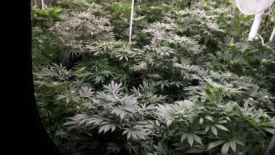 Grow Tent 240x240x200cm (8'x8'x6.5'). Week 13