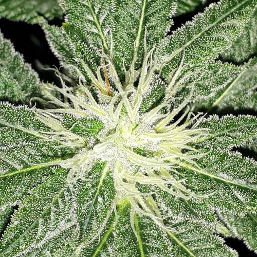 ORIGINAL SENSIBLE = PAPAYA STANK. Week 13