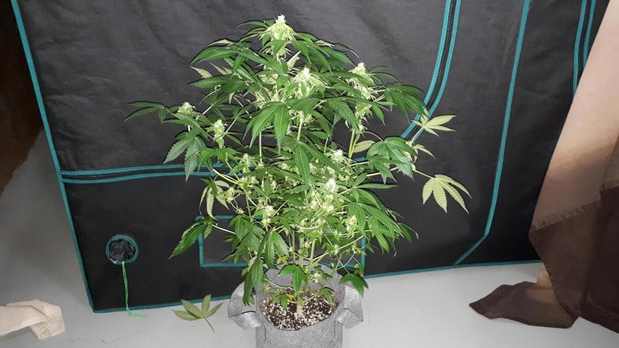 ILGM = GRAPE FANTA. Week 13