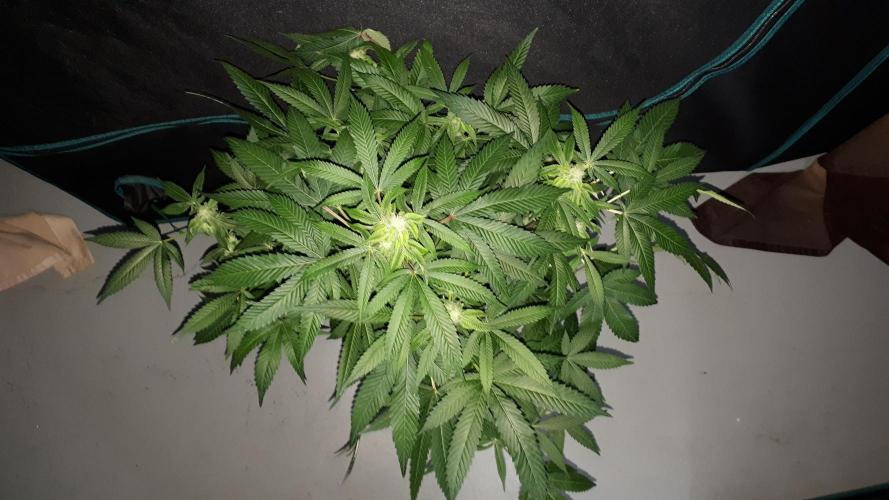 ILGM = GRAPE FANTA. Week 13
