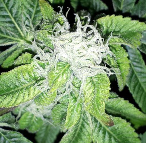 ILGM = GRAPE FANTA. Week 13