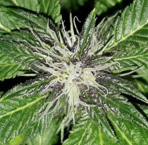 ILGM = TANGIE QUEEN. Week 13