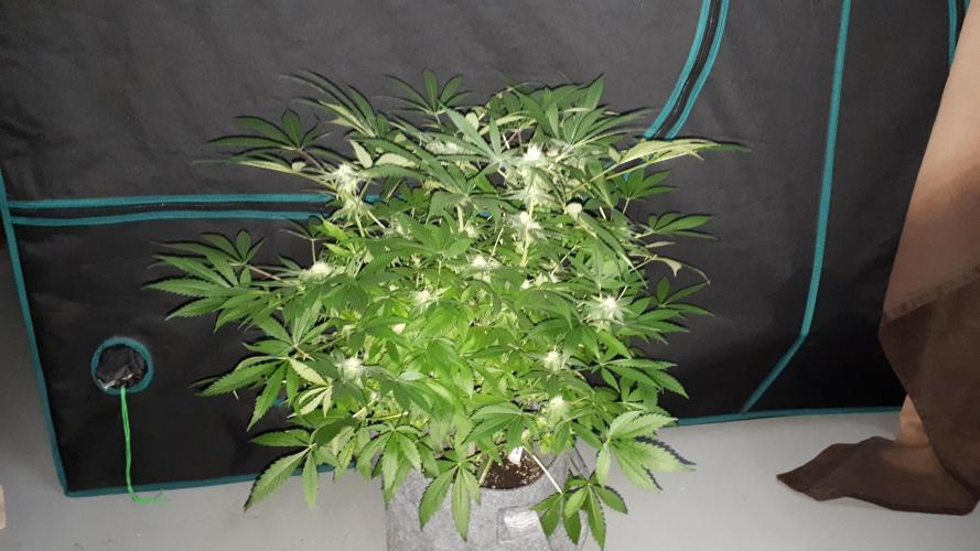 SUPERNATURAL SEEDS = APPLE MAC. Week 13