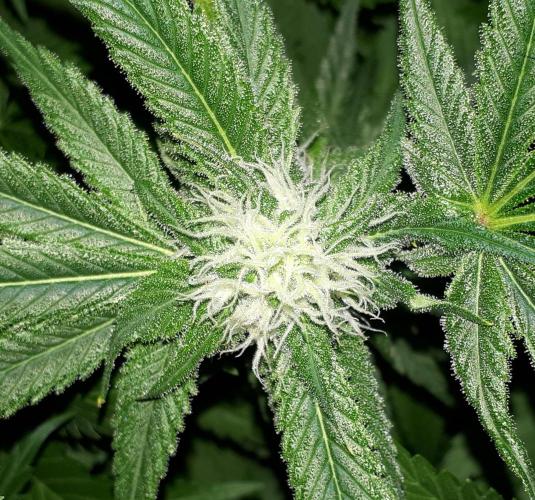 SUPERNATURAL SEEDS = APPLE MAC. Week 13