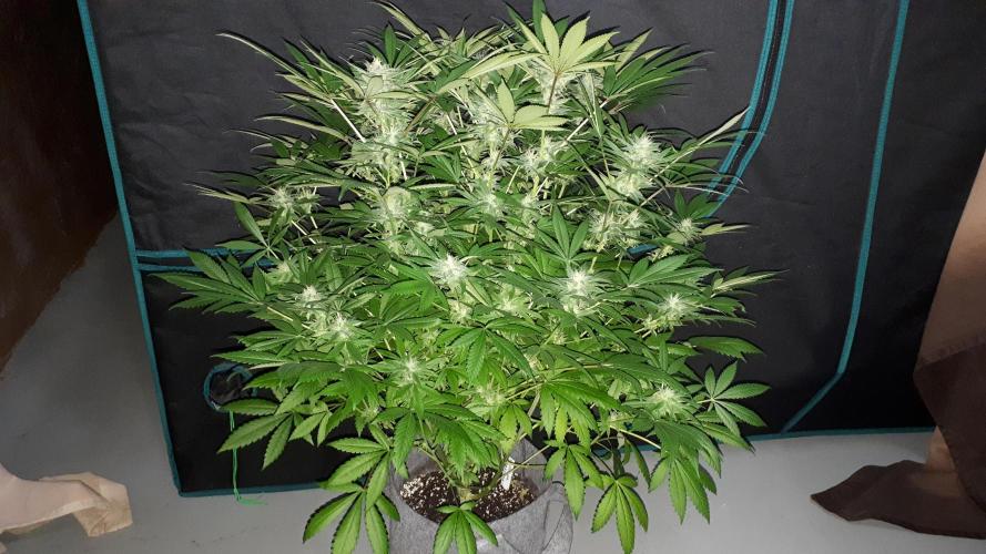 SUPERNATURAL SEEDS = GRAPE GASOLINE. Week 13