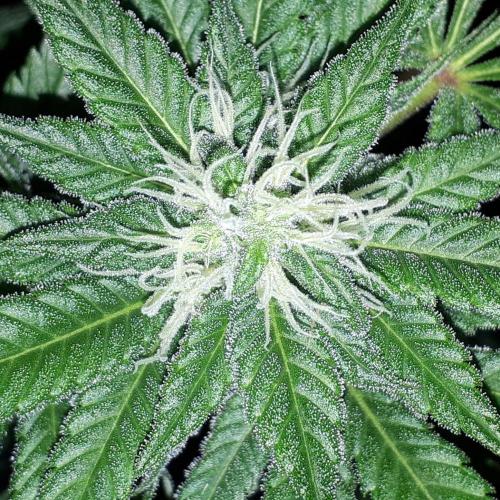 SUPERNATURAL SEEDS = GRAPE GASOLINE. Week 13