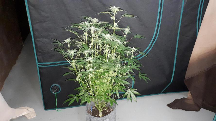 UKHTA SEEDS = CANDY HOUSE. Week 13