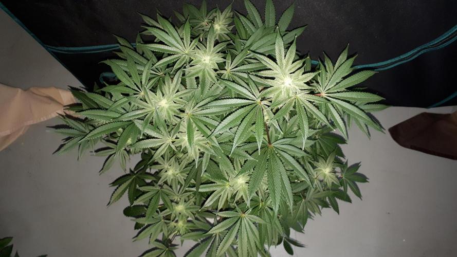 UKHTA SEEDS = CANDY HOUSE. Week 13