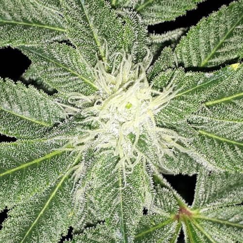 UKHTA SEEDS = CANDY HOUSE. Week 13