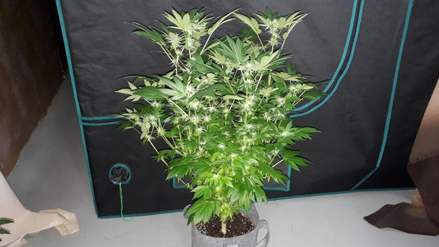 IZI SEEDS = GRANDPA ZOMBIE. Week 13