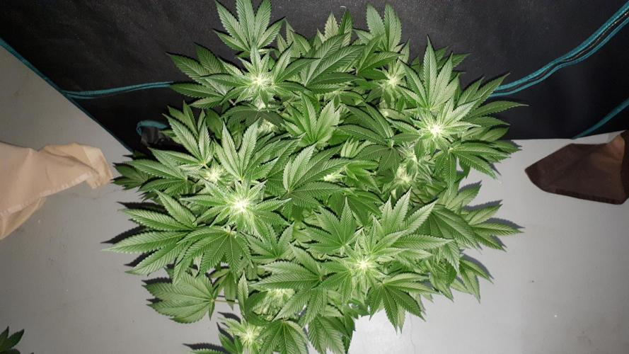 IZI SEEDS = GRANDPA ZOMBIE. Week 13