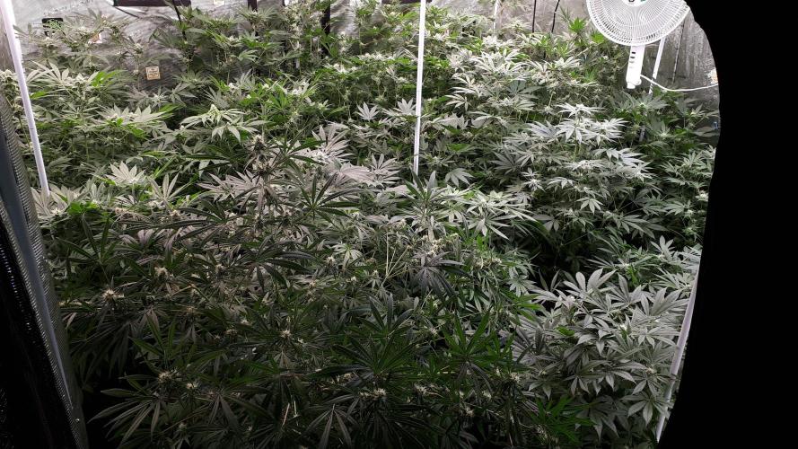 IZI SEEDS = GRANDPA ZOMBIE. Week 13