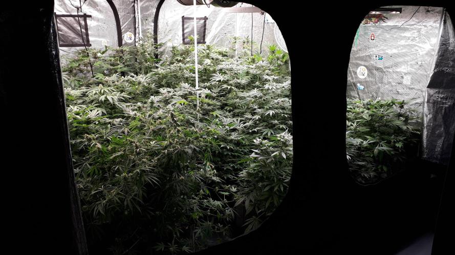 25 PLANT GROW- 8X8 GROW TENT. Week 14