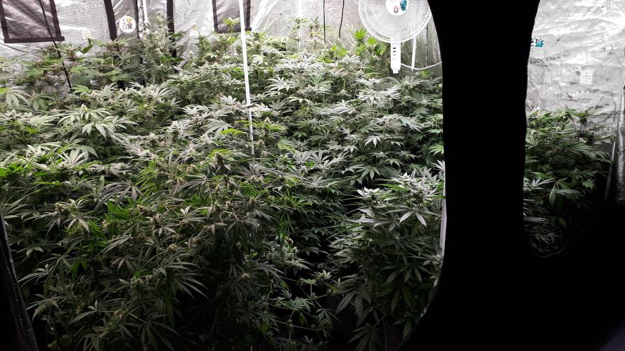 25 PLANT GROW- 8X8 GROW TENT. Week 14