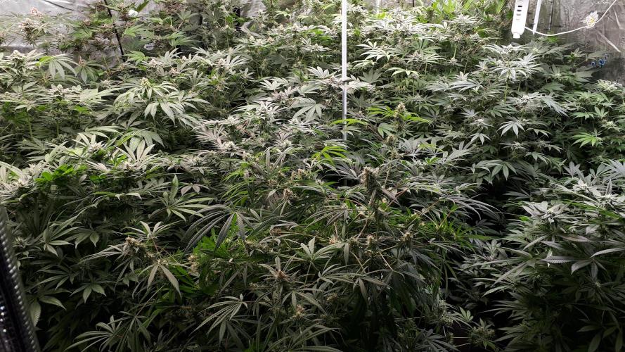 25 PLANT GROW- 8X8 GROW TENT. Week 14