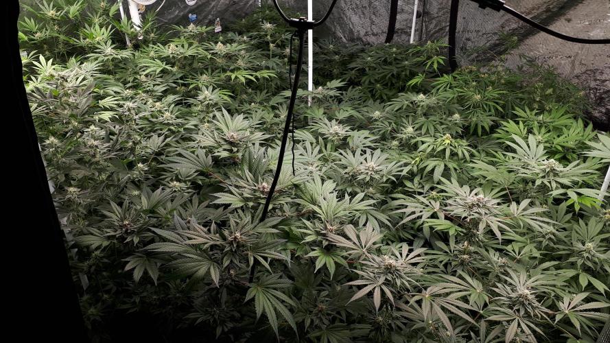 25 PLANT GROW- 8X8 GROW TENT. Week 14