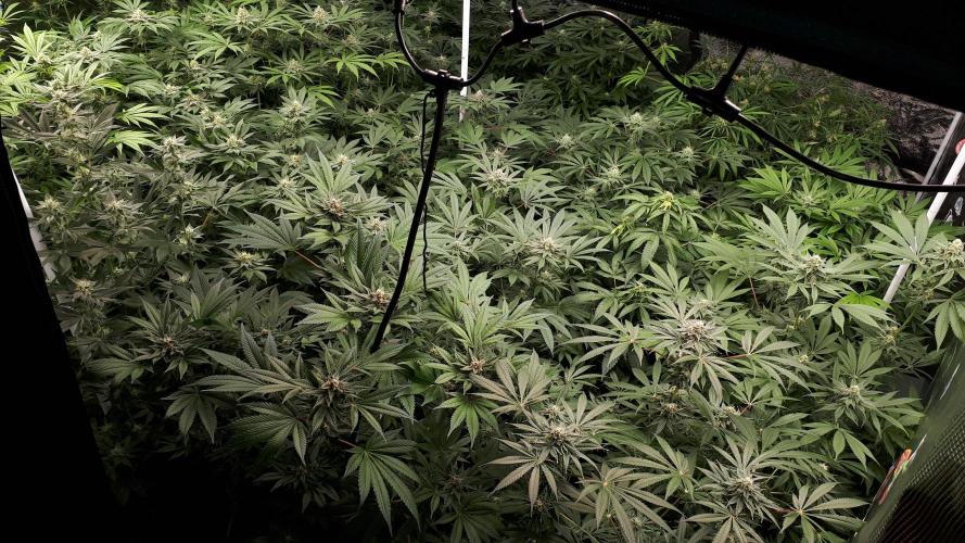 25 PLANT GROW- 8X8 GROW TENT. Week 14