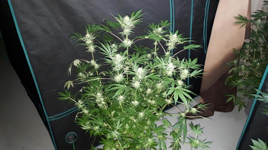 MSNL SEEDS = CARBON FIBER. Week 14