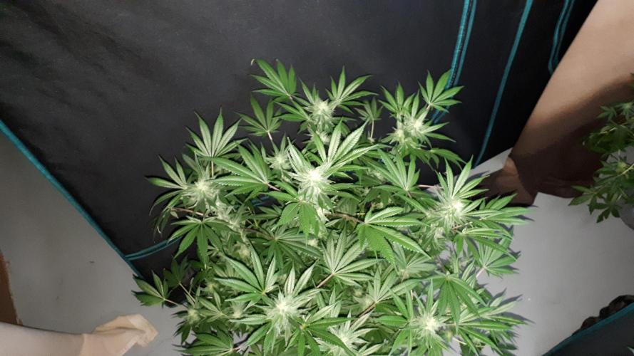 MSNL SEEDS = CARBON FIBER. Week 14