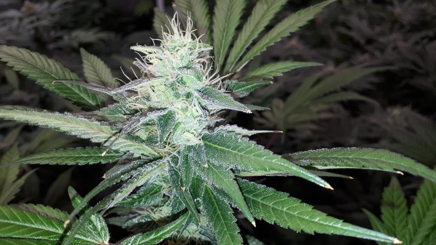 MSNL SEEDS = CARBON FIBER. Week 14
