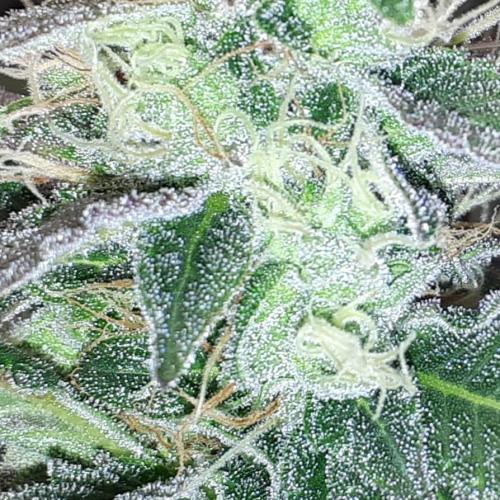 MSNL SEEDS = CARBON FIBER. Week 14