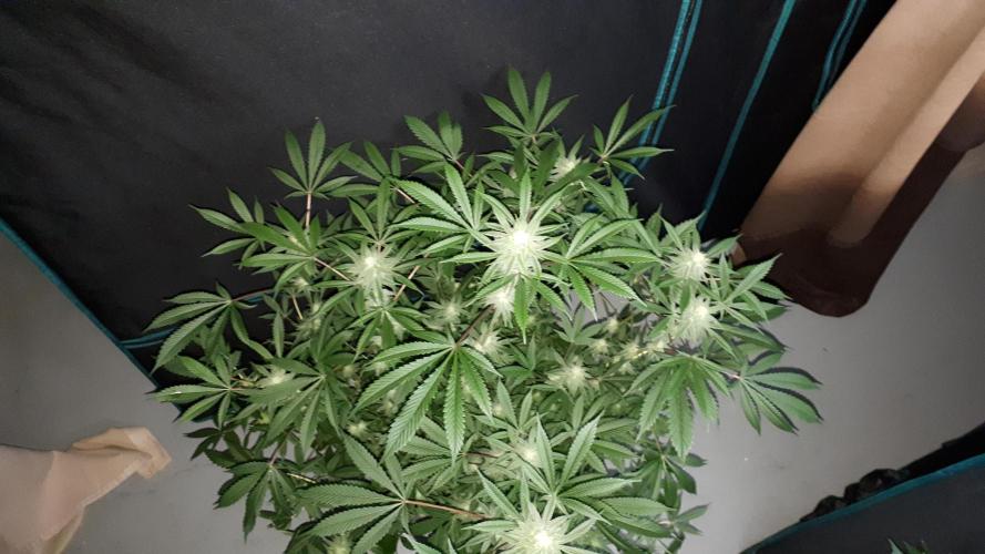 MSNL SEEDS = GORILLA ZKITTLES. Week 14
