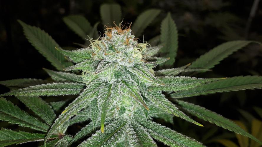 MSNL SEEDS = GORILLA ZKITTLES. Week 14