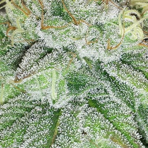 MSNL SEEDS = GORILLA ZKITTLES. Week 14