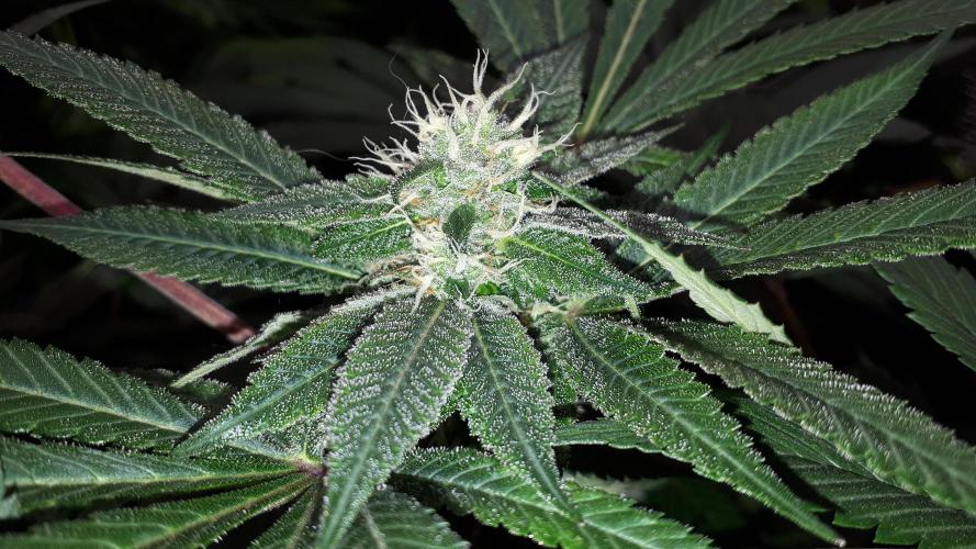 MSNL SEEDS = GRAPE GLACIER. Week 14
