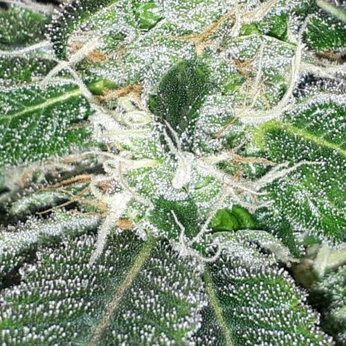 MSNL SEEDS = GRAPE GLACIER. Week 14