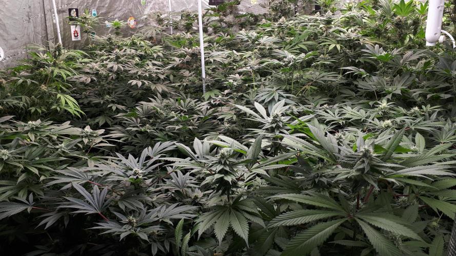 Grow Tent 240x240x200cm (8'x8'x6.5'). Week 14