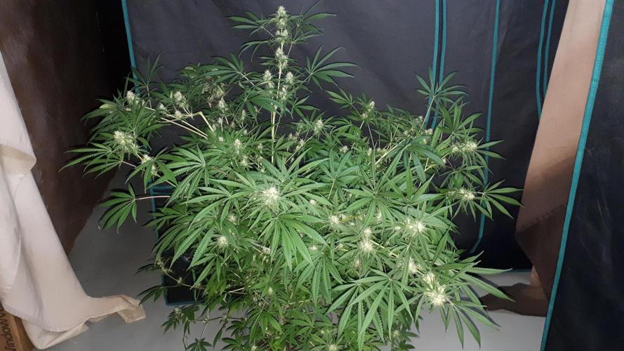 MSNL SEEDS = MIMOSA. Week 14