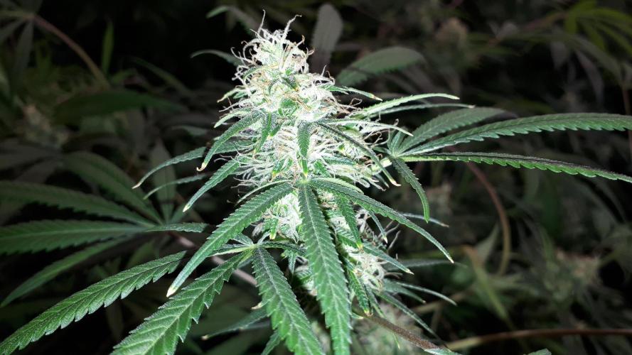 MSNL SEEDS = MIMOSA. Week 14