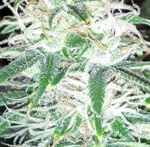 MSNL SEEDS = MIMOSA. Week 14