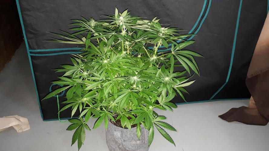 MSNL SEEDS = SKYWALKER OG. Week 14