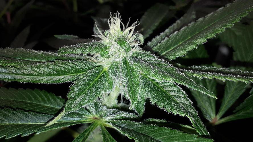 MSNL SEEDS = SKYWALKER OG. Week 14