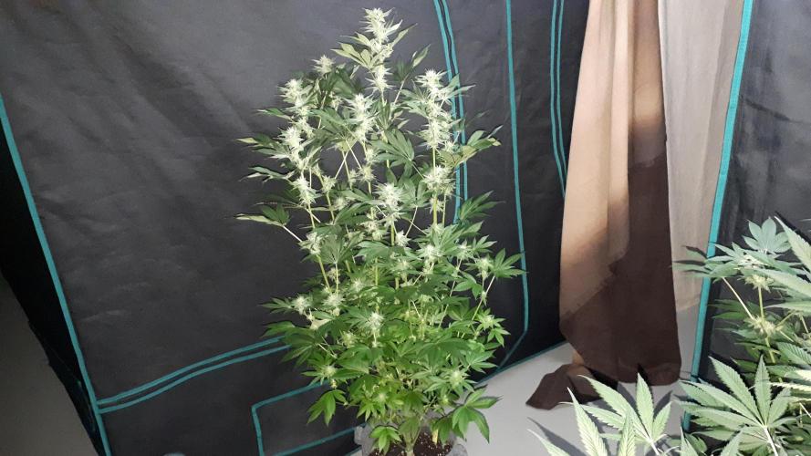 MSNL SEEDS = WHITE TRUFFLE. Week 14