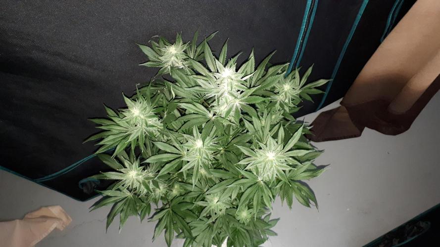 MSNL SEEDS = WHITE TRUFFLE. Week 14