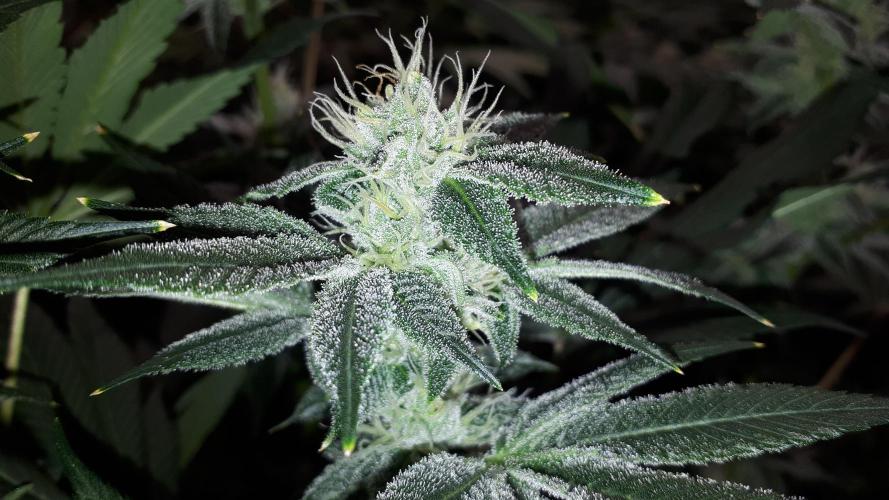 MSNL SEEDS = WHITE TRUFFLE. Week 14