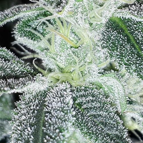 MSNL SEEDS = WHITE TRUFFLE. Week 14